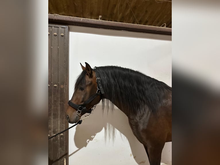 PRE Mix Hengst 5 Jaar 163 cm Roodbruin in Palma del Rìo