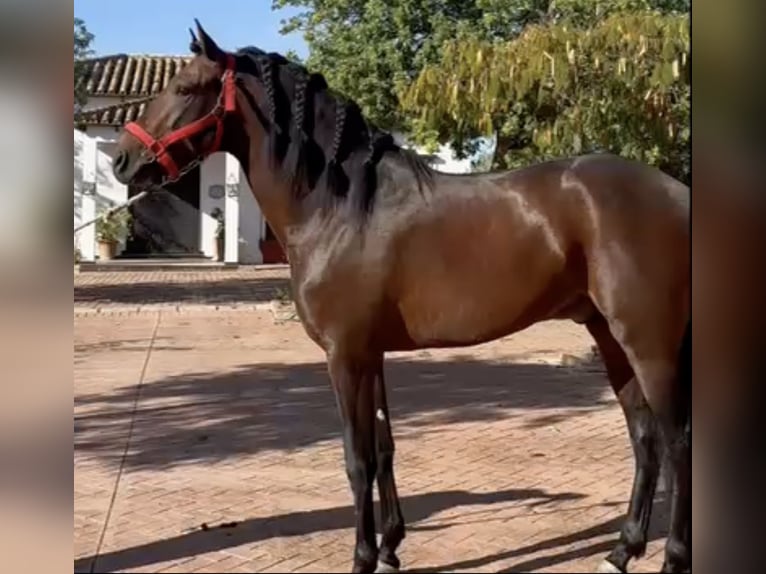 PRE Mix Hengst 5 Jaar 163 cm Roodbruin in Palma del Rìo