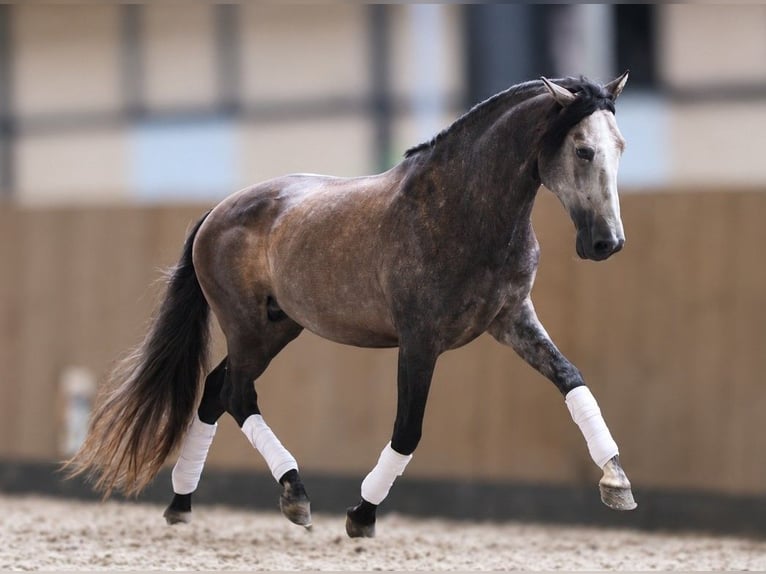 PRE Hengst 5 Jaar 163 cm Schimmel in Rebecq
