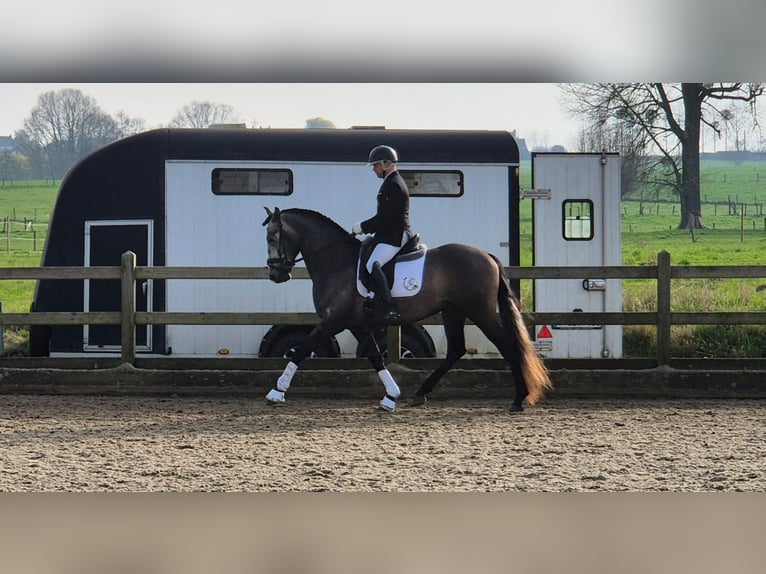 PRE Mix Hengst 5 Jaar 163 cm Schimmel in Rebecq