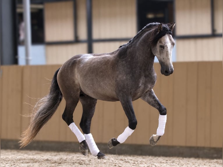 PRE Hengst 5 Jaar 163 cm Schimmel in Rebecq