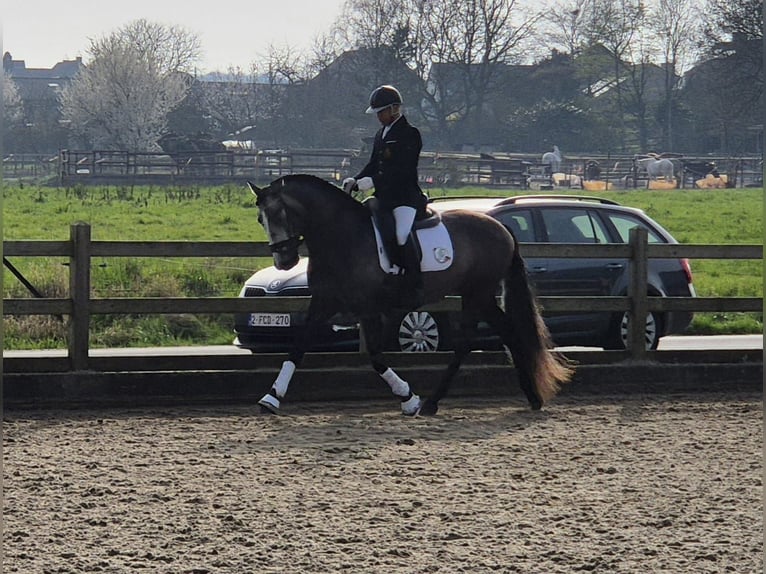 PRE Mix Hengst 5 Jaar 163 cm Schimmel in Rebecq