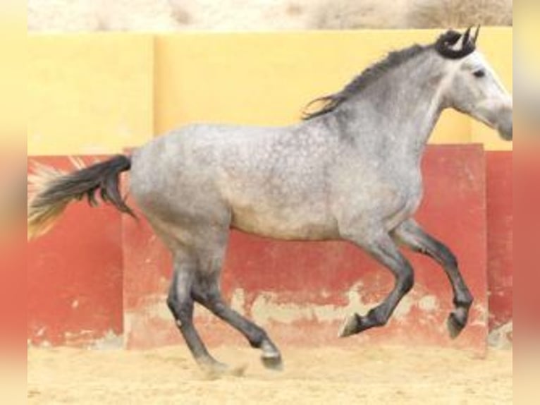 PRE Mix Hengst 5 Jaar 163 cm Schimmel in Alicante
