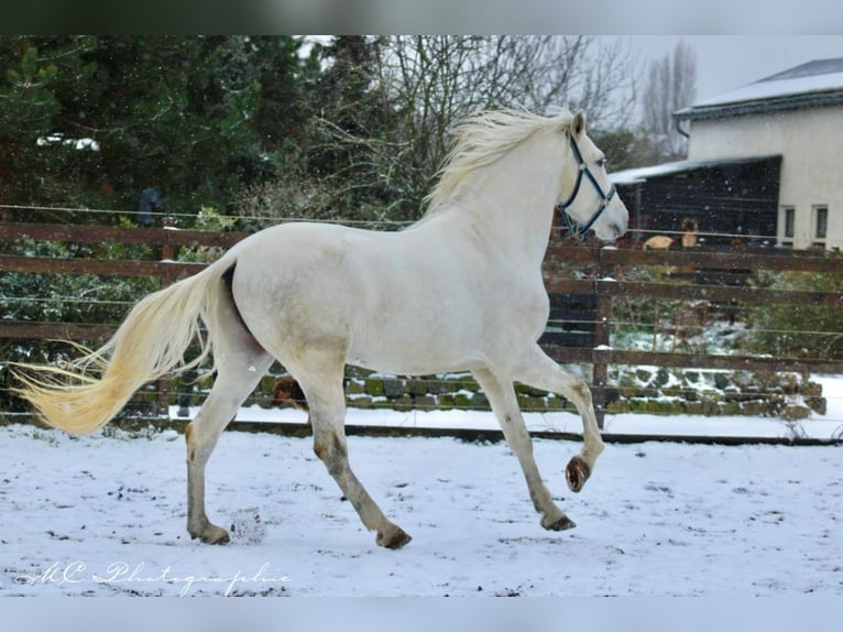 PRE Hengst 5 Jaar 163 cm Schimmel in Polenz