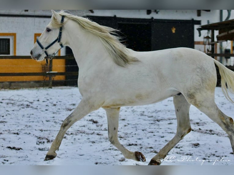 PRE Hengst 5 Jaar 163 cm Schimmel in Polenz