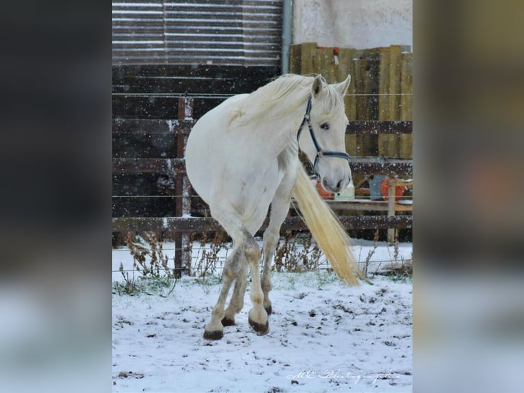 PRE Hengst 5 Jaar 163 cm Schimmel in Polenz