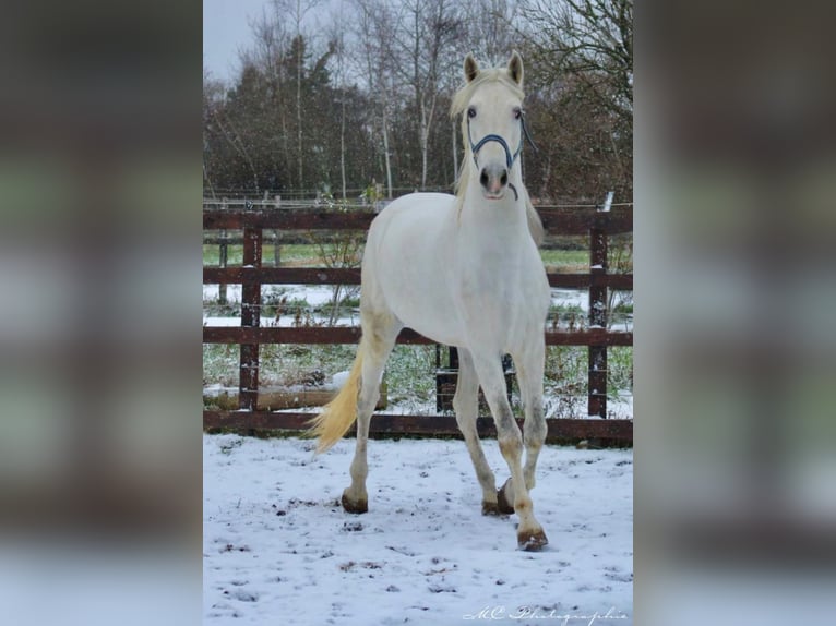 PRE Hengst 5 Jaar 163 cm Schimmel in Polenz