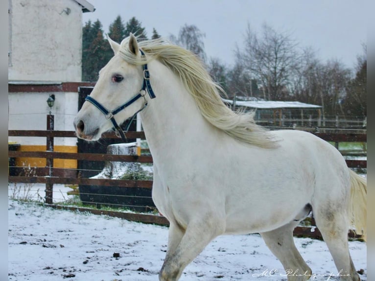 PRE Hengst 5 Jaar 163 cm Schimmel in Polenz