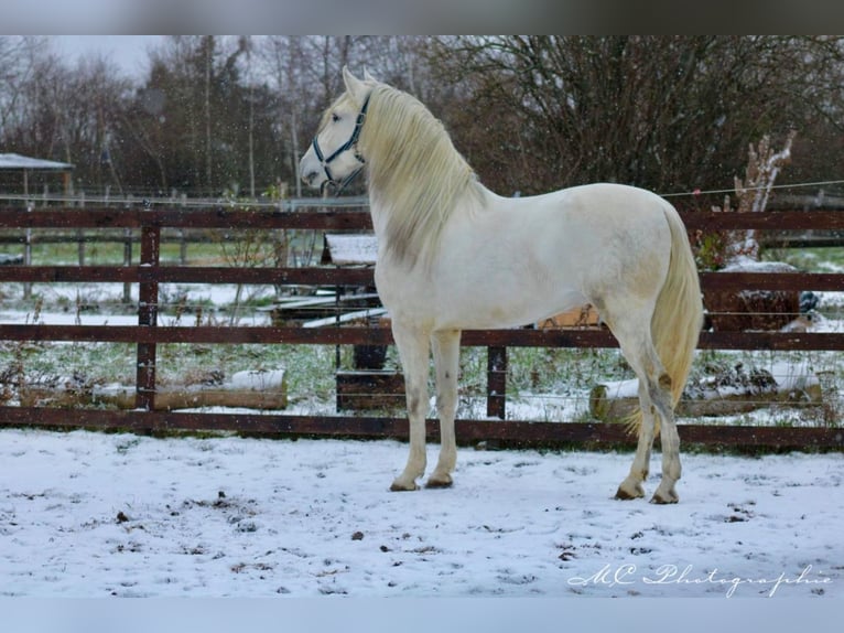 PRE Hengst 5 Jaar 163 cm Schimmel in Polenz