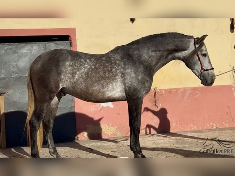 PRE Hengst 5 Jaar 163 cm Schimmel in Barcelona