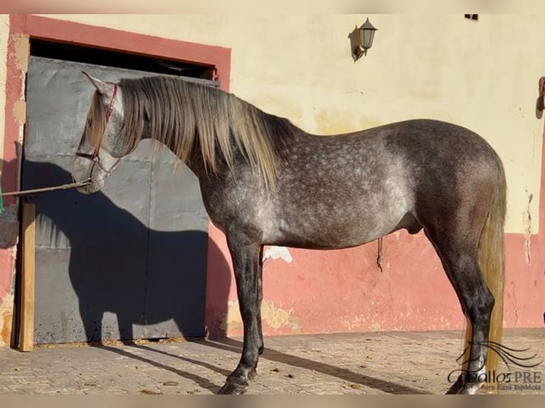 PRE Hengst 5 Jaar 163 cm Schimmel in Barcelona