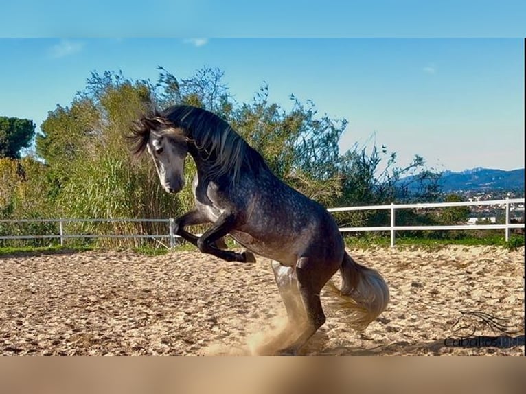 PRE Hengst 5 Jaar 163 cm Schimmel in Barcelona