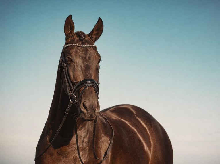 PRE Mix Hengst 5 Jaar 163 cm Zwart in Navas Del Madroño