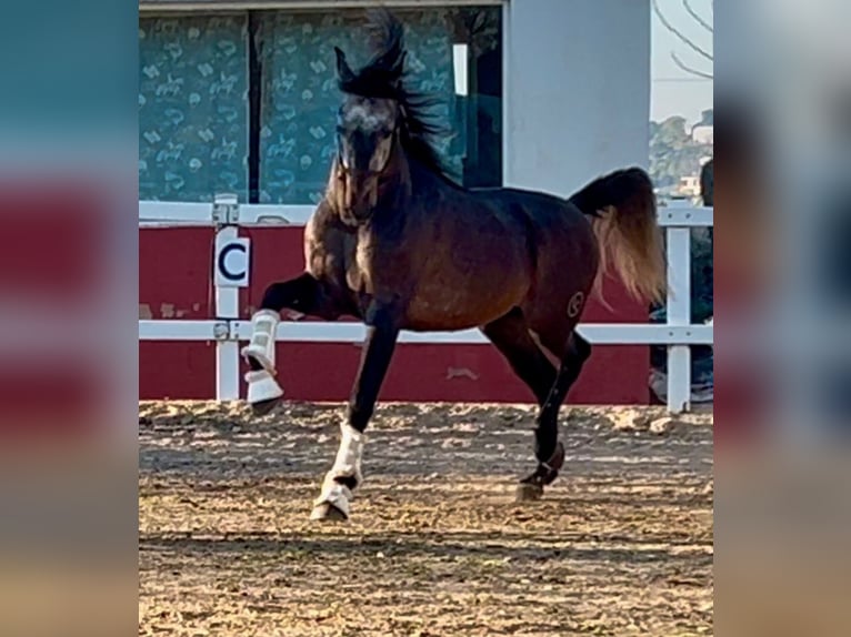 PRE Mix Hengst 5 Jaar 164 cm Appelschimmel in Martfeld