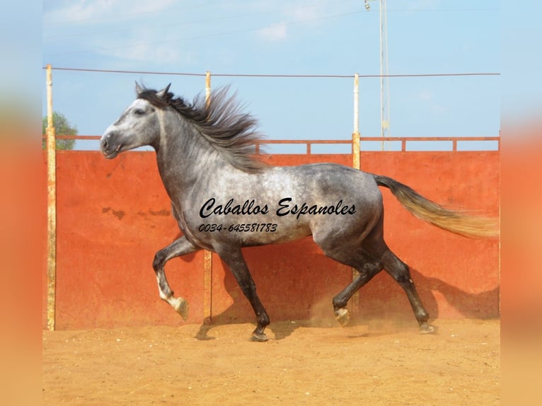 PRE Hengst 5 Jaar 164 cm Appelschimmel in Vejer de la Frontera