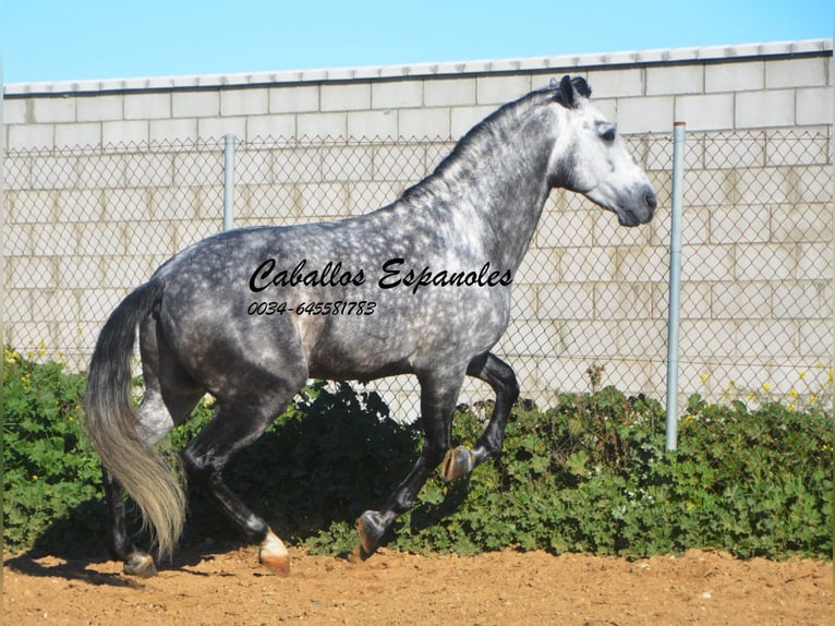 PRE Hengst 5 Jaar 164 cm Appelschimmel in Vejer de la Frontera