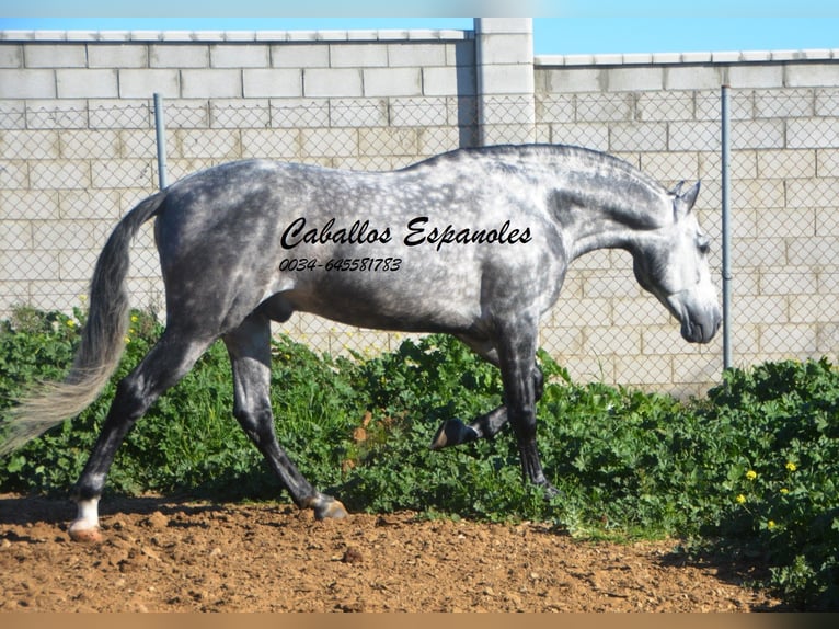 PRE Hengst 5 Jaar 164 cm Appelschimmel in Vejer de la Frontera