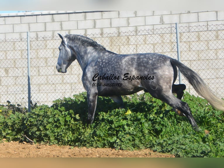 PRE Hengst 5 Jaar 164 cm Appelschimmel in Vejer de la Frontera