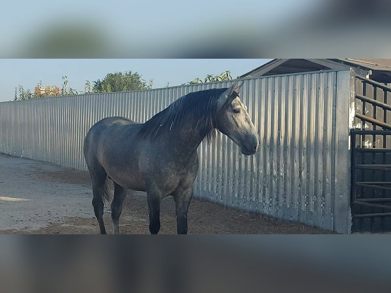 PRE Mix Hengst 5 Jaar 164 cm Blauwschimmel in Barcelona