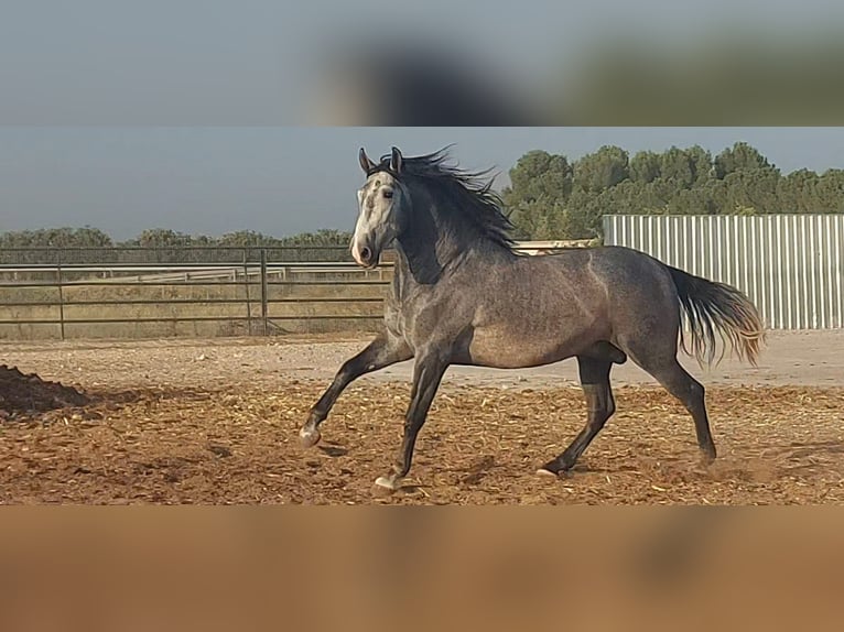 PRE Mix Hengst 5 Jaar 164 cm Blauwschimmel in Barcelona