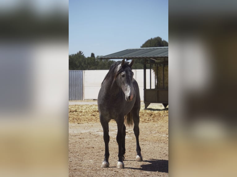 PRE Mix Hengst 5 Jaar 164 cm Blauwschimmel in Barcelona