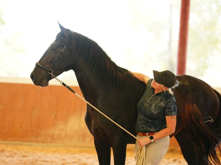 PRE Hengst 5 Jaar 164 cm Bruin in El Catllar