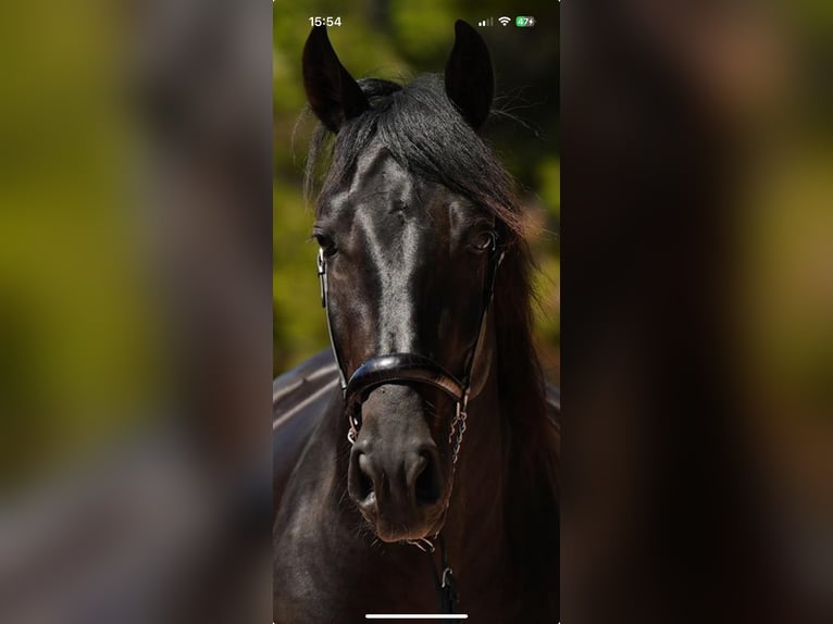 PRE Hengst 5 Jaar 164 cm Bruin in El Catllar