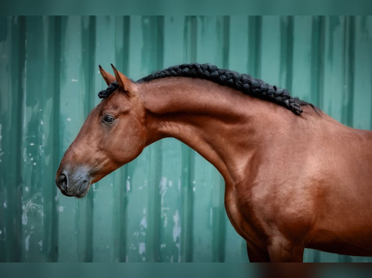 PRE Hengst 5 Jaar 164 cm Bruin in Gumpoldskirchen