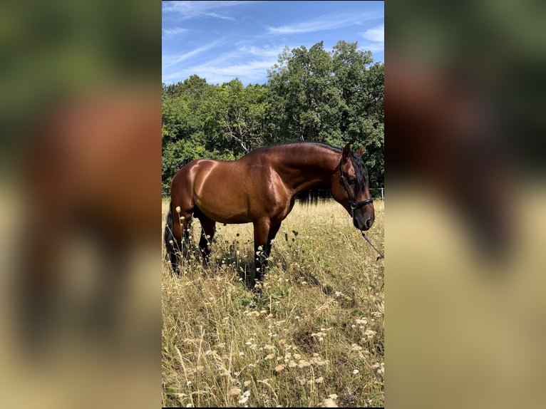 PRE Hengst 5 Jaar 164 cm Bruin in Gumpoldskirchen