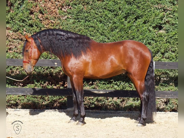 PRE Hengst 5 Jaar 164 cm Bruin in Gumpoldskirchen