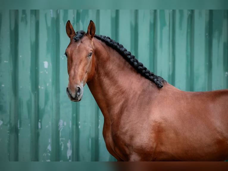 PRE Hengst 5 Jaar 164 cm Bruin in Gumpoldskirchen