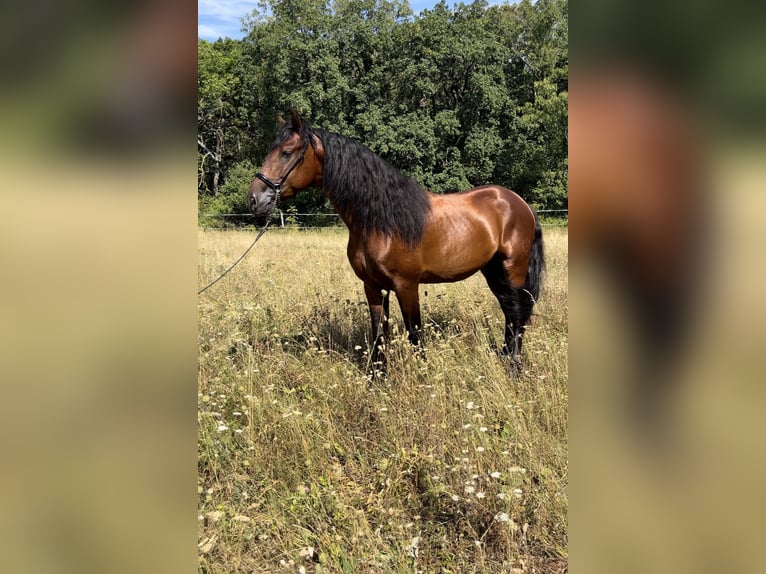 PRE Hengst 5 Jaar 164 cm Bruin in Gumpoldskirchen