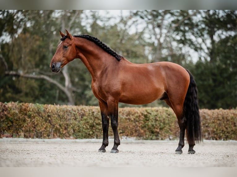 PRE Hengst 5 Jaar 164 cm Bruin in Gumpoldskirchen