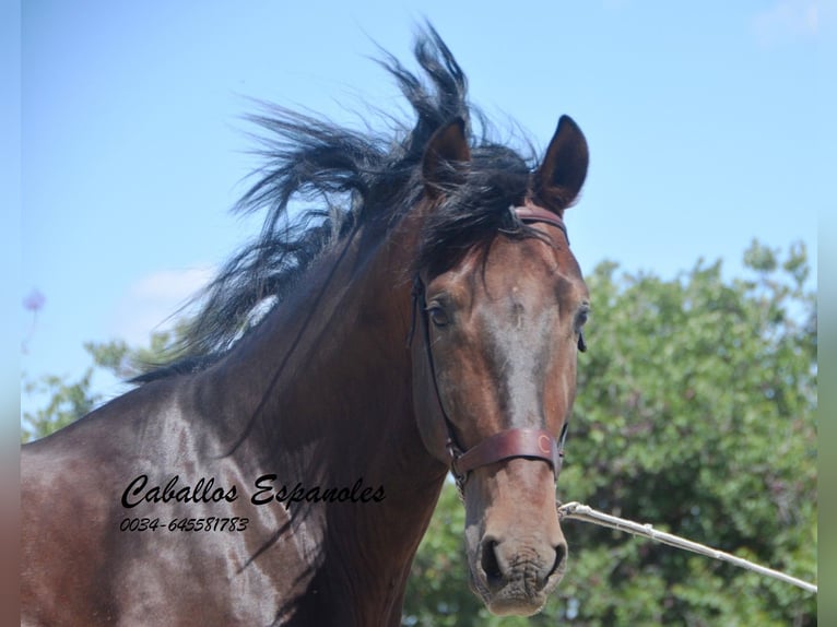 PRE Hengst 5 Jaar 164 cm Bruin in Vejer de la Frontera