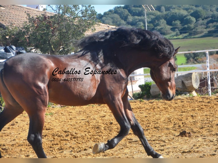 PRE Hengst 5 Jaar 164 cm Bruin in Vejer de la Frontera