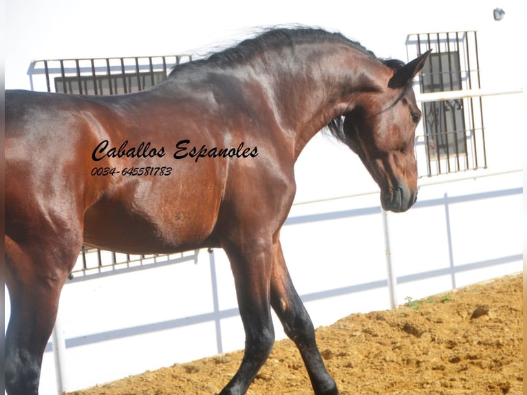 PRE Hengst 5 Jaar 164 cm Bruin in Vejer de la Frontera