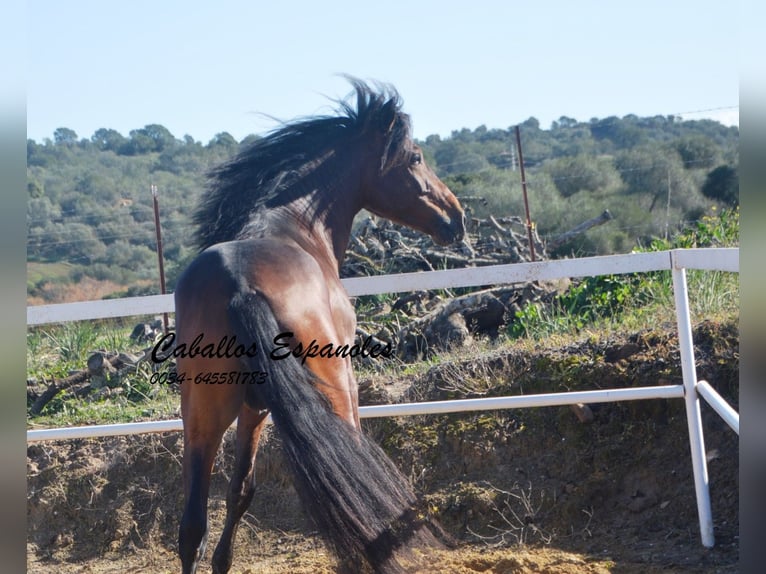 PRE Hengst 5 Jaar 164 cm Bruin in Vejer de la Frontera