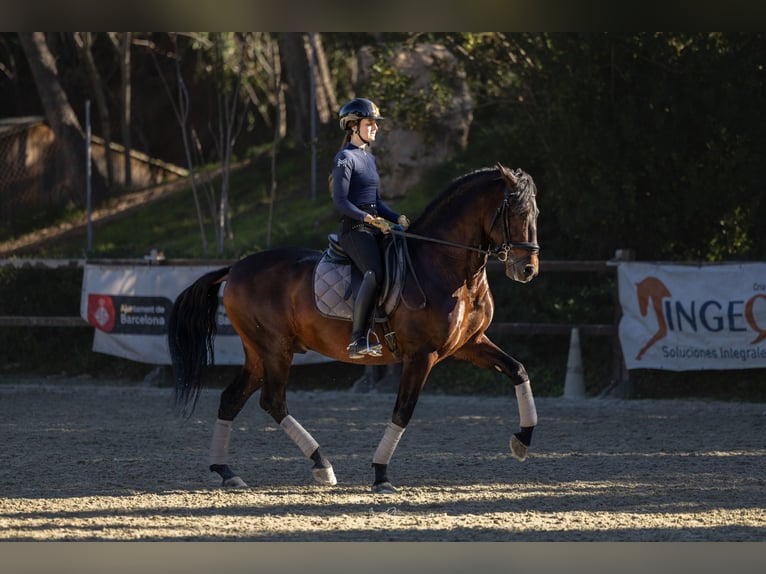 PRE Hengst 5 Jaar 164 cm Donkerbruin in Barcelona