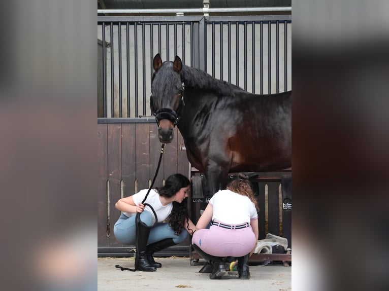 PRE Hengst 5 Jaar 164 cm Donkerbruin in Madrid