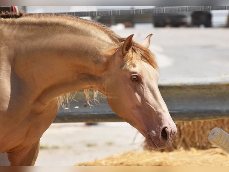 PRE Hengst 5 Jaar 164 cm Pearl in Provinz Cordoba