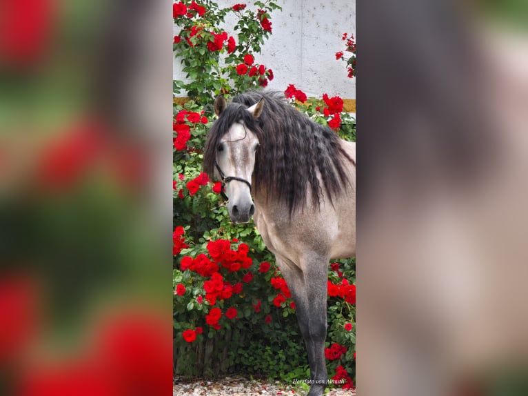 PRE Hengst 5 Jaar 164 cm Rood schimmel in Polenz