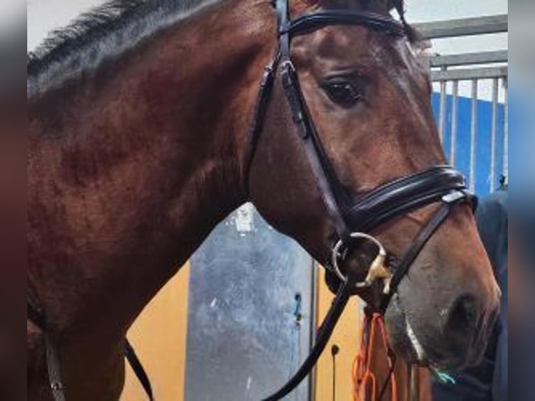 PRE Mix Hengst 5 Jaar 164 cm Roodbruin in Madrid