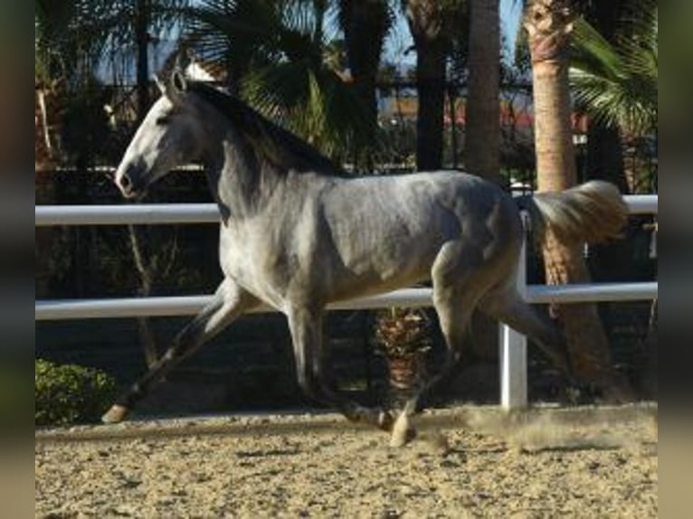 PRE Mix Hengst 5 Jaar 164 cm Schimmel in Gijon