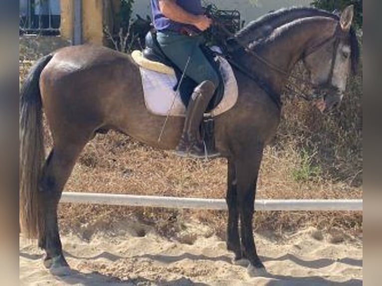 PRE Mix Hengst 5 Jaar 164 cm Schimmel in Sevilla