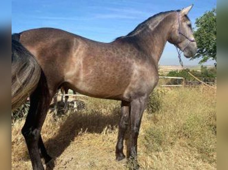 PRE Mix Hengst 5 Jaar 164 cm Schimmel in Sevilla
