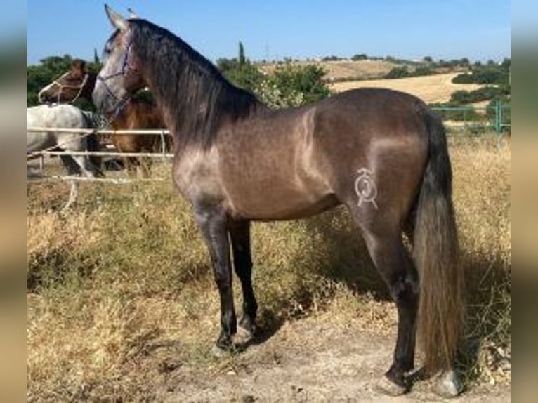 PRE Mix Hengst 5 Jaar 164 cm Schimmel in Sevilla