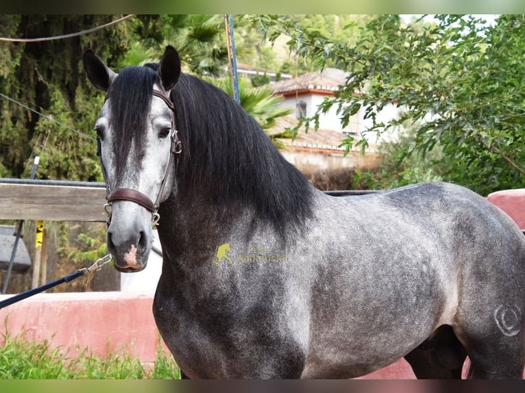 PRE Hengst 5 Jaar 164 cm Schimmel in Provinz Granada
