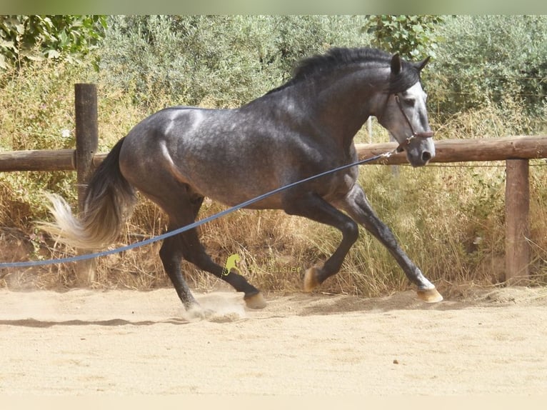 PRE Hengst 5 Jaar 164 cm Schimmel in Provinz Granada