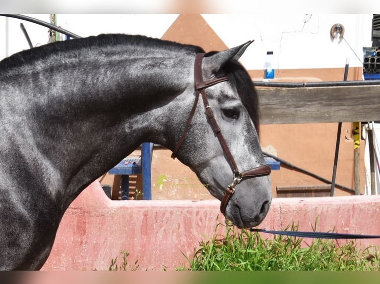 PRE Hengst 5 Jaar 164 cm Schimmel in Provinz Granada