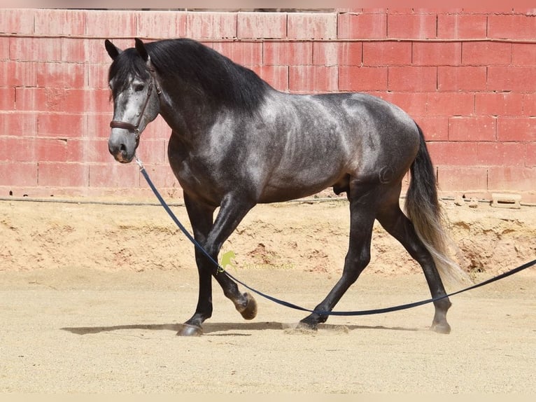 PRE Hengst 5 Jaar 164 cm Schimmel in Provinz Granada